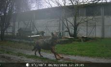 Lupo a San Prospero: entra in un'azienda agricola e sbrana otto galline - Video