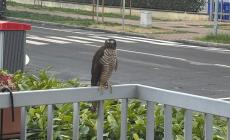 Quartiere San Lazzaro, a tu per tu con la natura: un falchetto si appoggia su un balcone