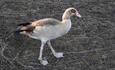 Tre oche egiziane avvistate a Roccabianca - Foto