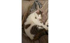 Mao &egrave; scomparso in via Trieste: qualcuno lo ha visto? 