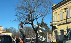 Potature, code in viale Vittoria - Le foto