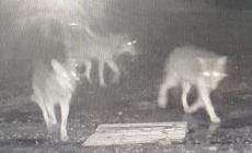 Lupi si aggirano in citt&agrave; 