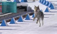 Sulla pista di Tesero un cane lupo  "scatta" sul rettilineo del fondo - Video
