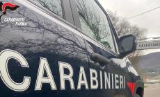 Paga 900 euro per un cagnolino di razza ma era la truffa dei "cuccioli fantasma": i carabinieri di Calestano denunciano due persone