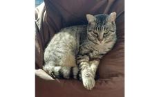 Smarrito Tigro, non torna a casa da dieci giorni. "Aiutateci a trovarlo"