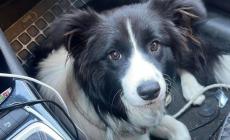 Ritrovata la cagnolina Enid a Noceto: si era nascosta in un caseificio 