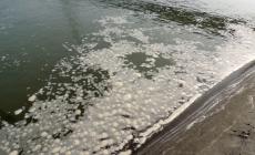 Ponte Verdi, sversamento di liquami nel Po: indagini in corso - Foto