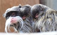 Sono nati a Roma due tamarini imperatore, tra le scimmie pi&ugrave; piccole e particolari del mondo - Video