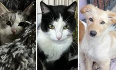 Snoopy, Orazio e Gioia: chi vuole adottarli? 