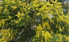 La mimosa, simbolo della festa delle donne