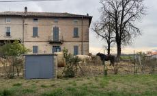 Fattoria degli orrori, parla l'avvocato della proprietaria: &laquo;Qualcuno voleva sabotare la struttura&raquo; 