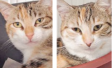 Scheggia, Bettina, Jack e gli altri: in cerca di una famiglia