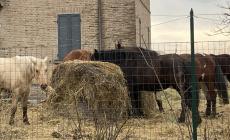 Fattoria lager, botta e risposta in Regione tra Fiazza e Fabi: &laquo;Pochi controlli&raquo;, &laquo;Ma era un allevamento&raquo;