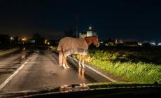 A Polesine un cavallo scappa dal recinto e viene recuperato sulla provinciale