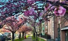 Un corridoio di petali in via Picasso: i ciliegi trasformano il quartiere in un "giardino giapponese" - Foto 