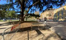 Recinti in piazza della Pace per gli alberi monumentali