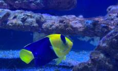 I pesci di Leolandia "tifano Parma" - Le foto