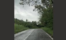 Vento forte: alberi caduti a Fidenza, Lesignano e in via Mantova a Parma. Diversi interventi dei vigili del fuoco 