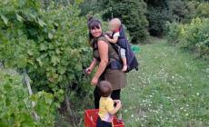 &laquo;La vigna del lupo&raquo;: questa &egrave; la storia di una rinascita