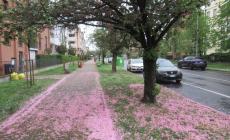 Finisce (come tutti gli anni) la &laquo;favola&raquo; di via Picasso: caduti i petali rosa - Le foto di un residente