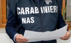 Insetti volanti nelle cucine di   una casa per anziani
