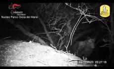 L’eccezionale video notturno che cattura i due cuccioli dell'orsa Amarena: stanno bene - Video
