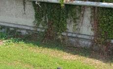 Inciviltà... o, peggio, atto violento?