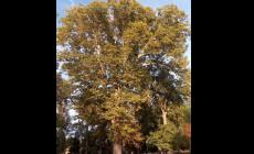 E' iniziata oggi la cura di un olmo e di un platano secolari all'interno del parco Ducale