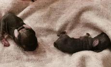 Due coniglietti abbandonati al parco Nevicati di Collecchio