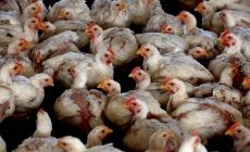 Furgone perde il carico: tacchini gratis per tutti