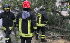 Sala Baganza, il forte vento abbatte un albero in via Olmo: vigili del fuoco in azione. Segnalazioni anche in città