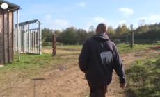 Francia, apre la prima "casa di riposo" in Europa per gli elefanti di zoo e circhi