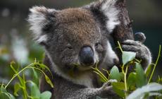 Australia: i koala diventano specie a rischio in tre Stati
