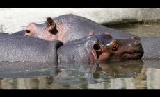 Malawi, barca urta un ippopotamo: un bimbo annegato e 23 persone disperse