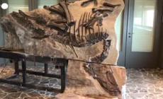 Scoperto vicino Trieste il primo sito di dinosauri in Italia