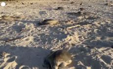 Nicaragua, tartarughe marine depongono le uova sulla spiaggia