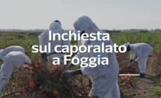 Caporalato a Foggia, indagata la moglie di un dirigente del Viminale - Video