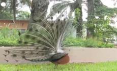 Costa d'Avorio, lo zoo di Abidjan riapre dopo un importante restyling
