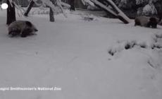 Maltempo in Usa, un cucciolo di panda gioca con la neve - Video