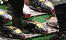 Giappone, all'asta il primo tonno del 2022: 145mila dollari