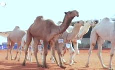 Le donne saudite partecipano a un concorso di bellezza per cammelli nel deserto