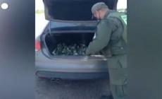 Argentina, la gendarmeria trova cento pappagalli nel bagagliaio di un'auto