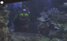 Capodanno lunare in Malesia, sub in costume da leone danzano nell'acquario