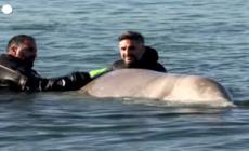 Atene, il salvataggio di una piccola balena arenata sulla costa greca