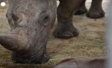 Francia, nato un piccolo rinoceronte allo zoo di Amneville