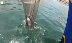 Peru', strage di uccelli dopo la fuoriuscita di petrolio seguita all'eruzione di Tonga