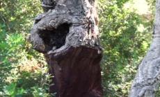 Sulla Terra 73.000 specie di alberi, 9.000 da scoprire