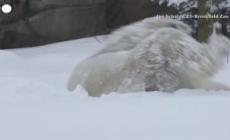 Usa, un orso si rotola nella neve allo zoo di Brookfield nell'Illinois