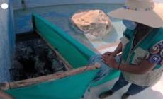Peru', soccorsi allo zoo di Lima i pinguini colpiti dalla fuoriuscita di petrolio