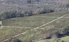 Covid non ferma qualita' a tavola,16 mld Dop Economy